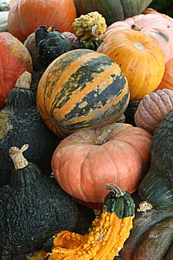 Pick Your Own Pumpkins at our Pumpkin Patch