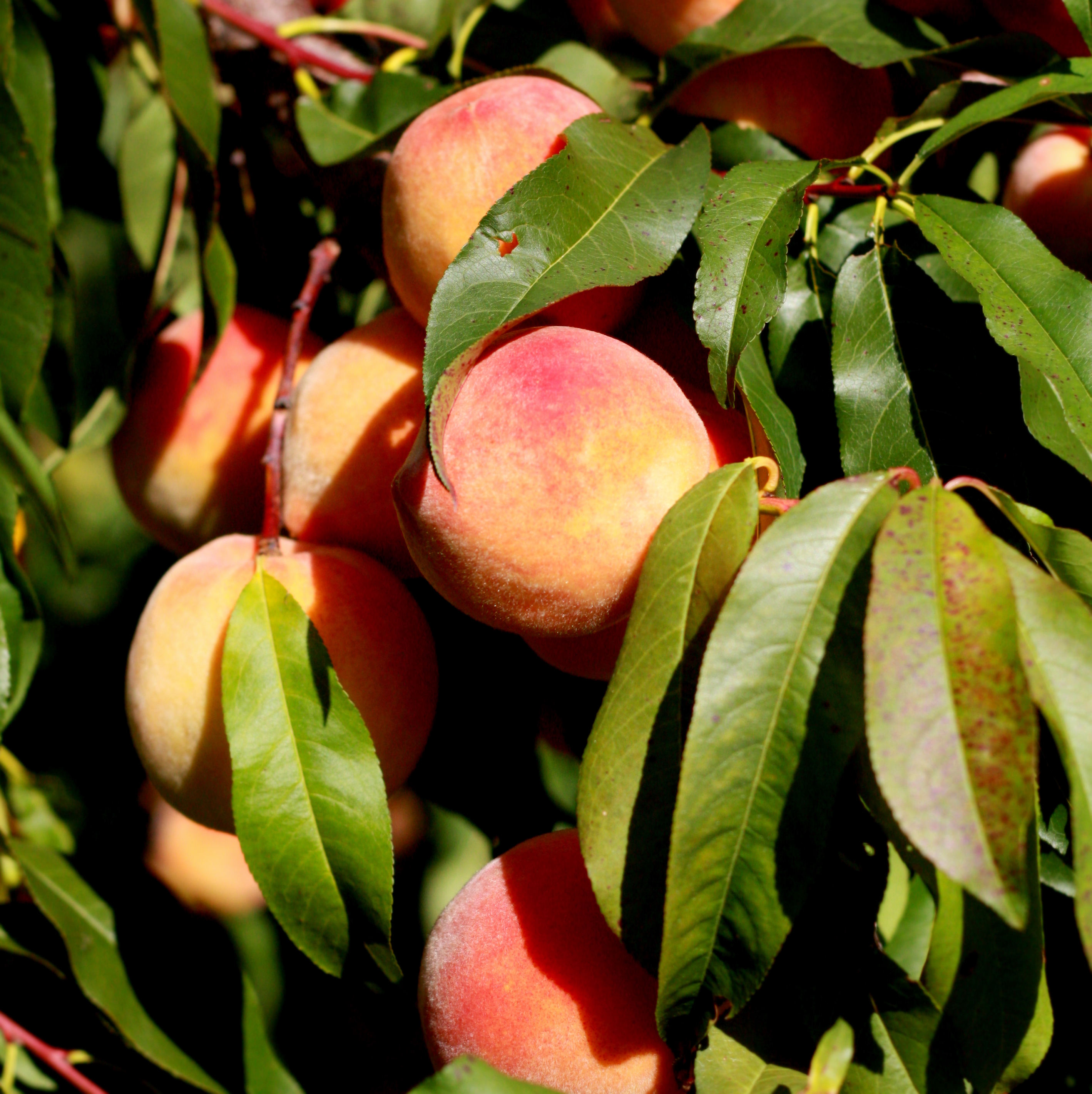 Pick Your Own peaches on the trees