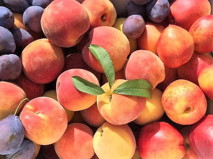 Pick Your Own Peaches & Plums Smolak Farms