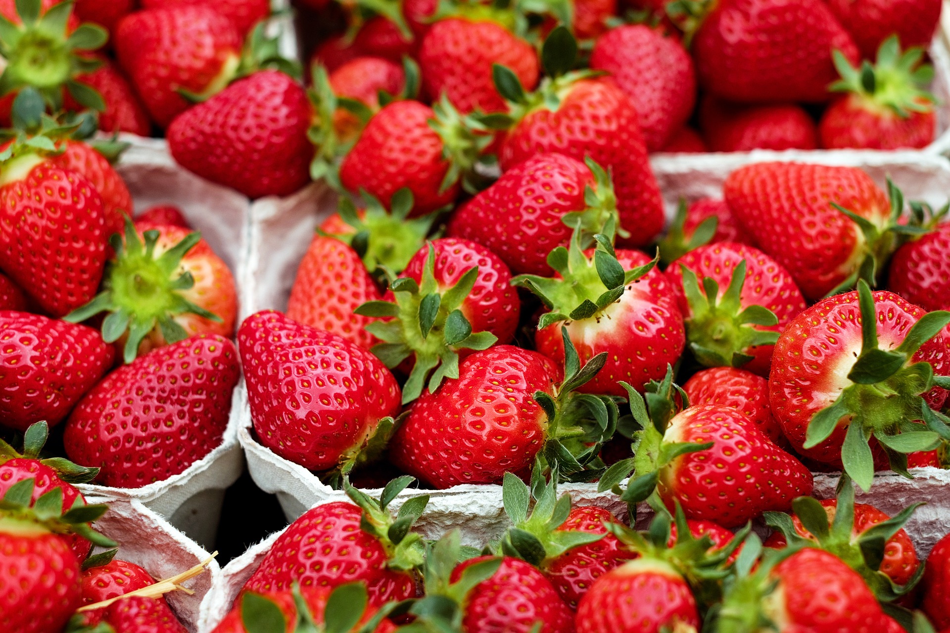 U Pick Strawberries at Smolak Farms in North Andover MA