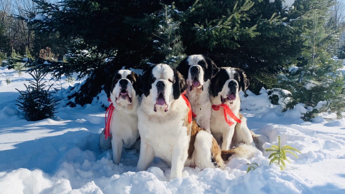 Saint Bernard's at Smolak Farms | Smolak Farms