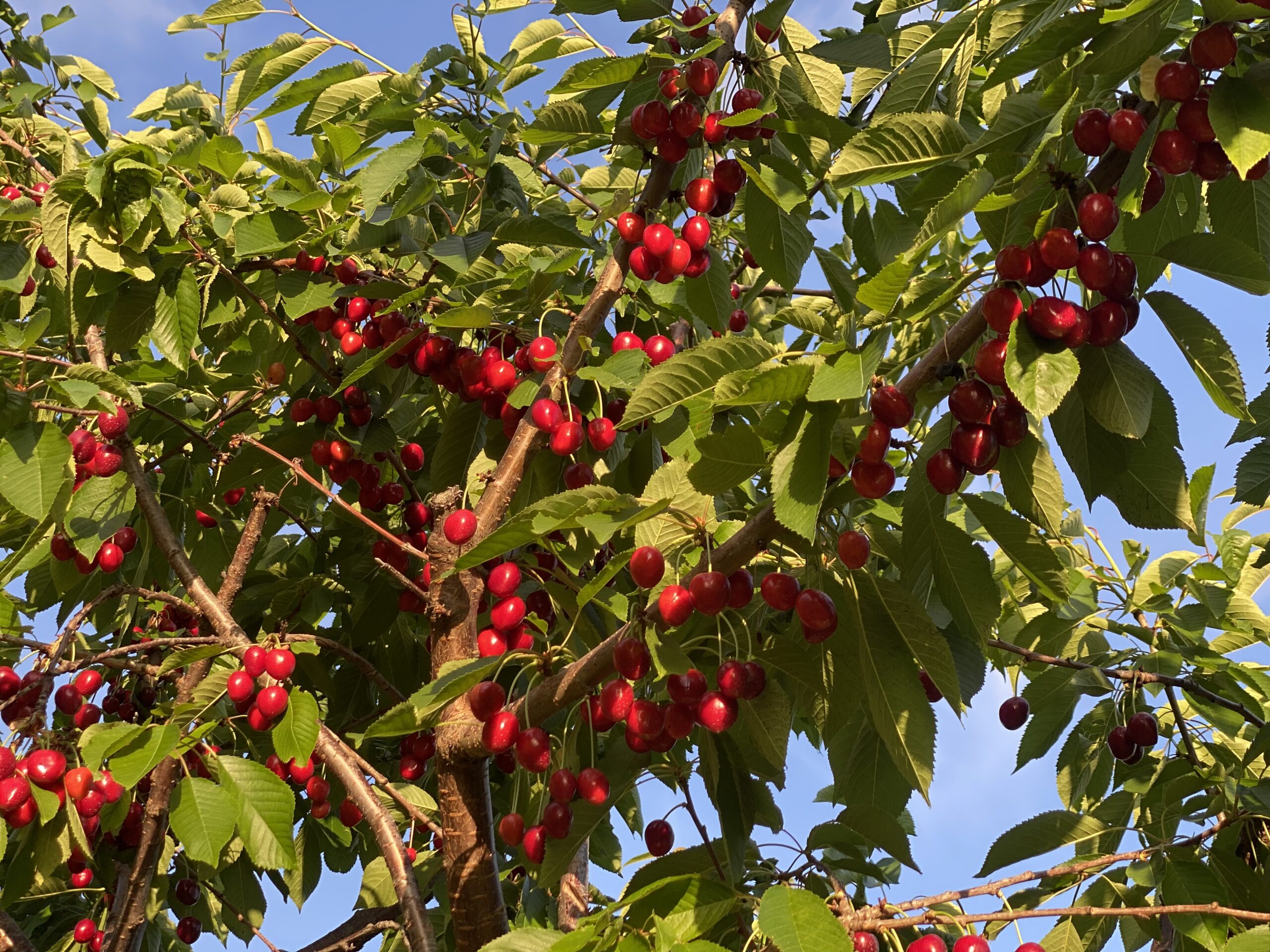 Pick Your Own Sweet and Tart Cherries