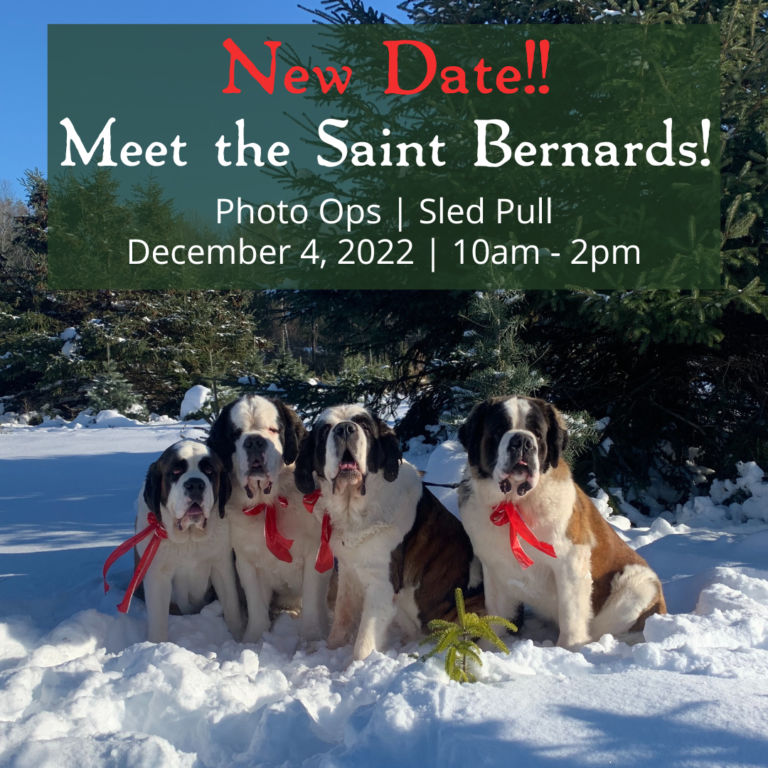 Saint Bernards Come to Smolak Farms Smolak Farms