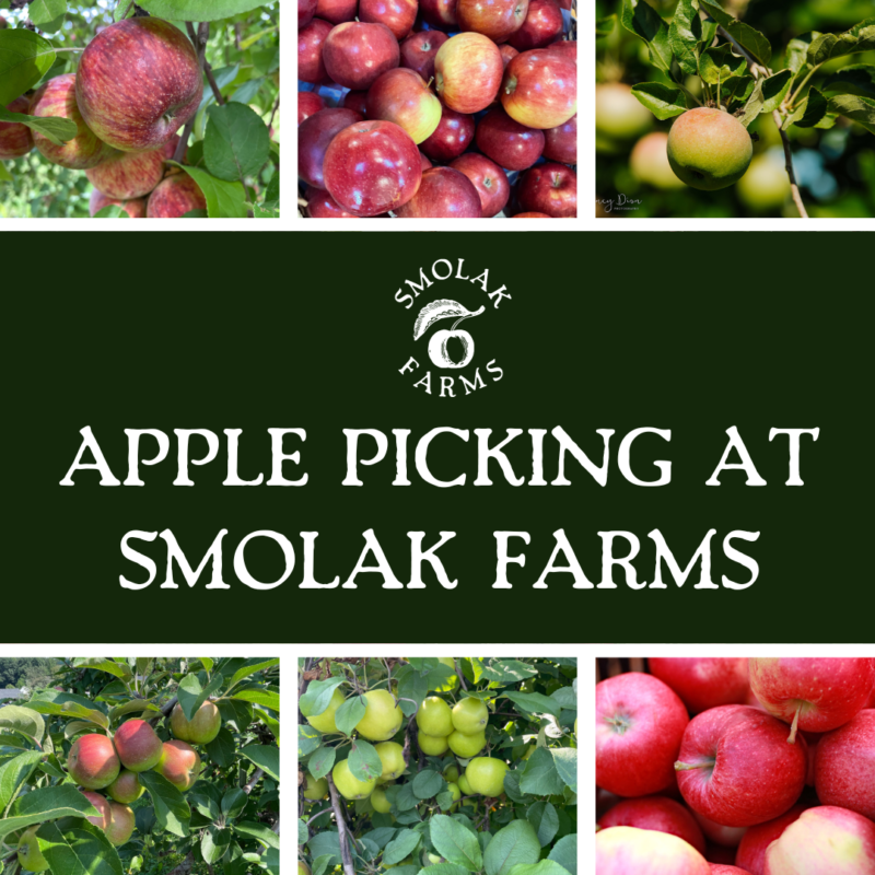 Farm Events, CSA, Wedding Venue in North Andover | Smolak Farms