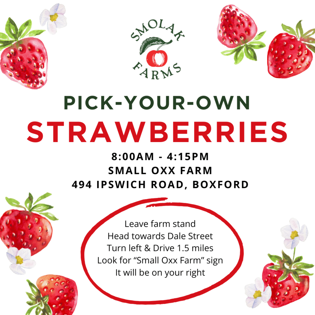 Pick Your Own Strawberries | Smolak Farms